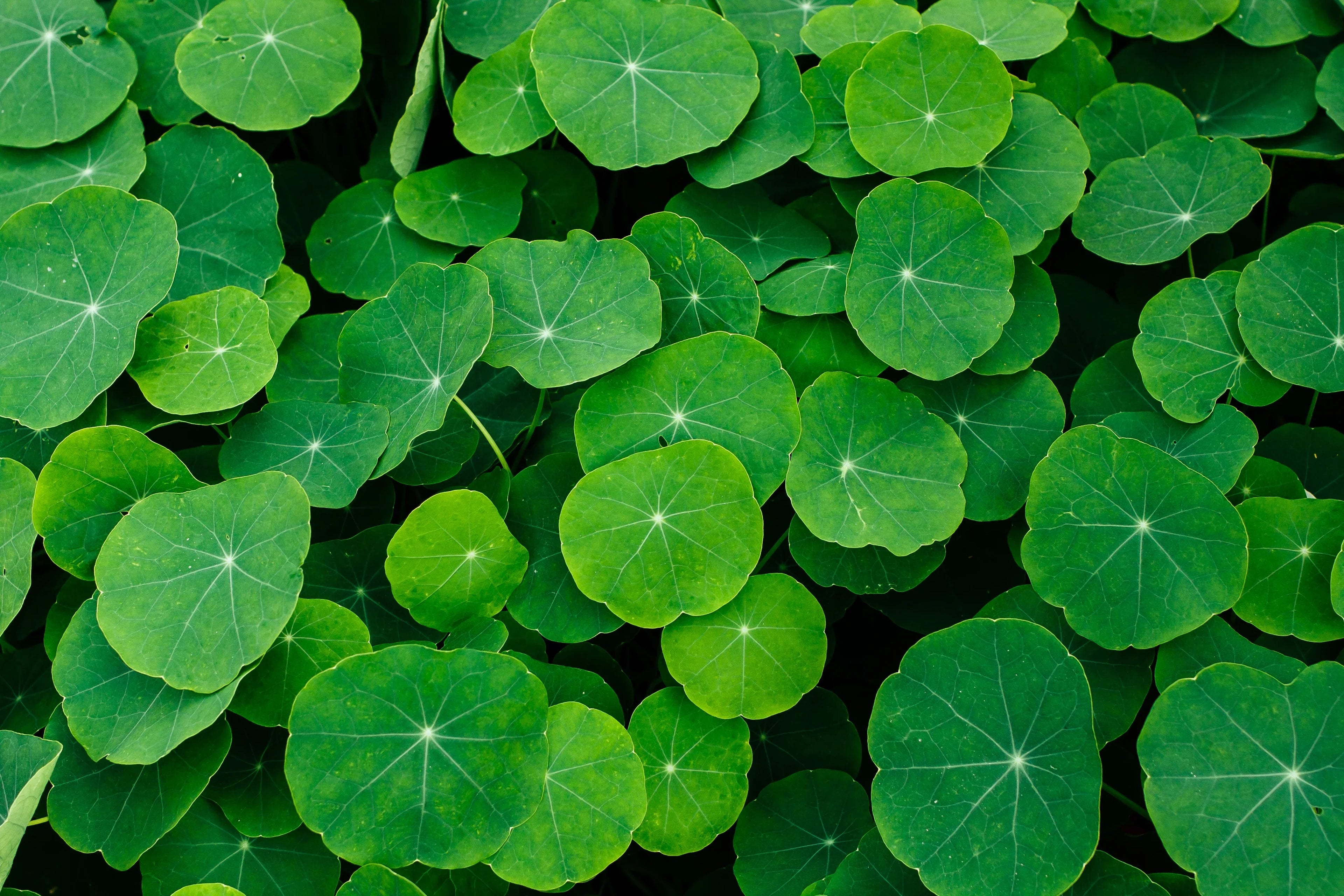 Centella asiatica leaves