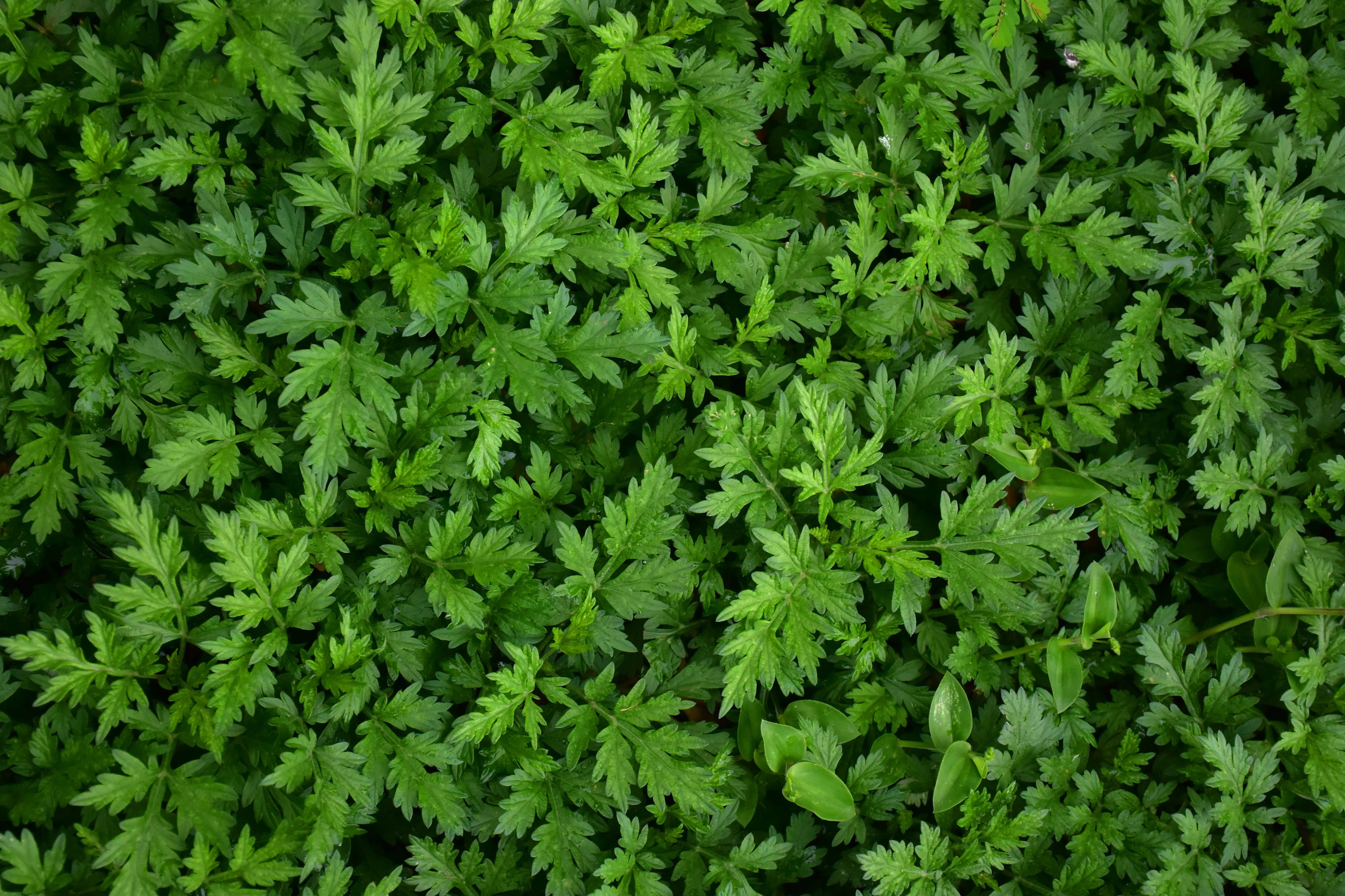 Fresh mugwort (Artemisia) leaves used in skincare